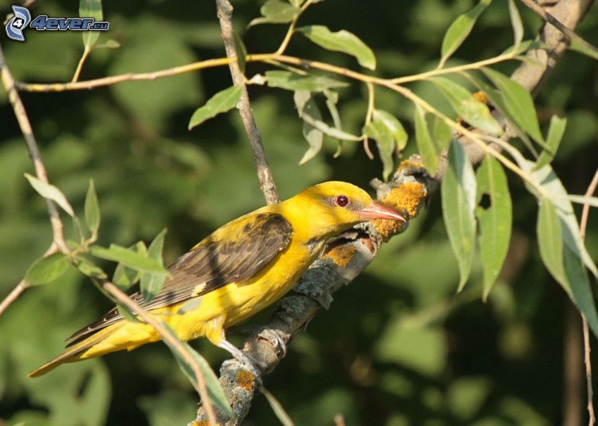 yellow bird, branch