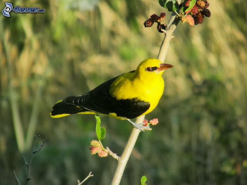 yellow bird, twig