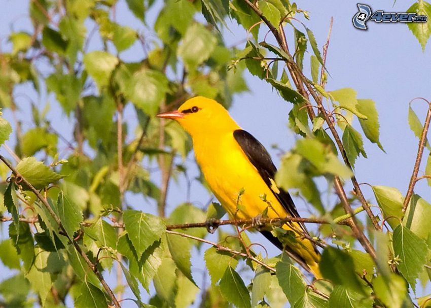 yellow bird, twig