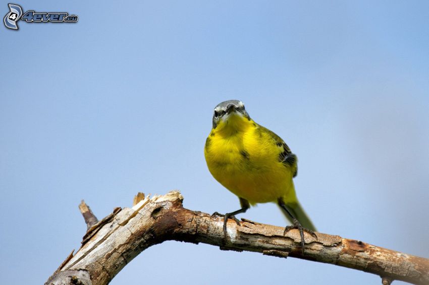yellow bird, wood