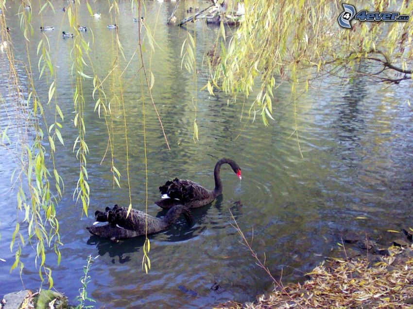 black swan, swans, willow