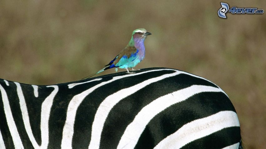 blue bird, zebra