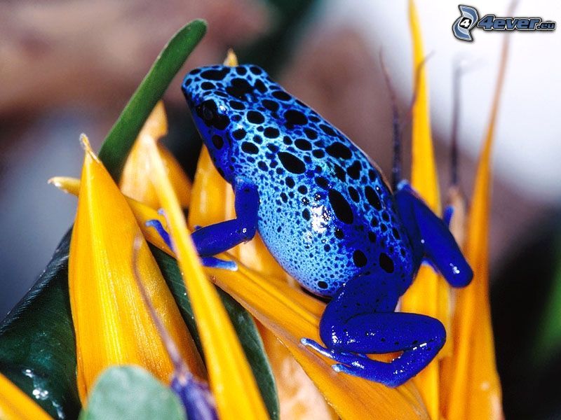 blue frog, yellow flowers