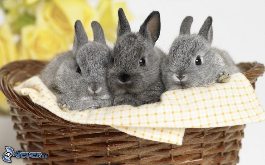 bunnies, basket