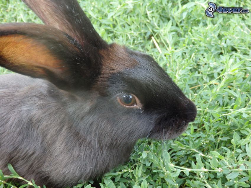 black rabbit, grass