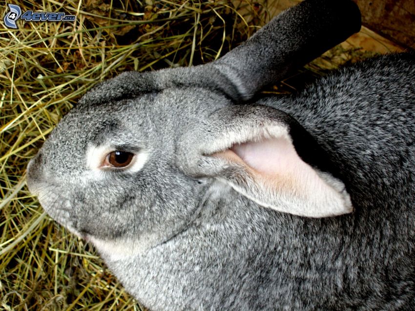 black rabbit, hay