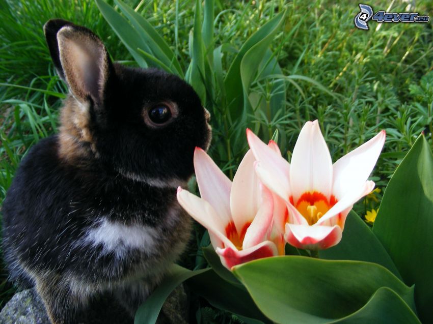 black rabbit, pink flowers