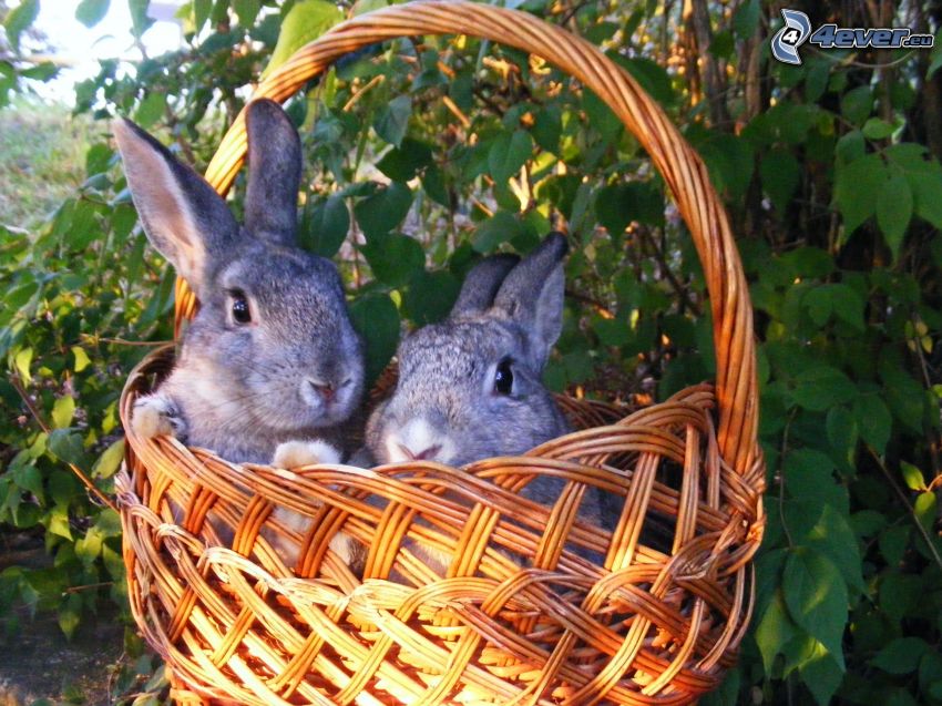 bunnies, basket