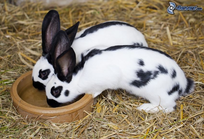 bunnies, bowl, hay