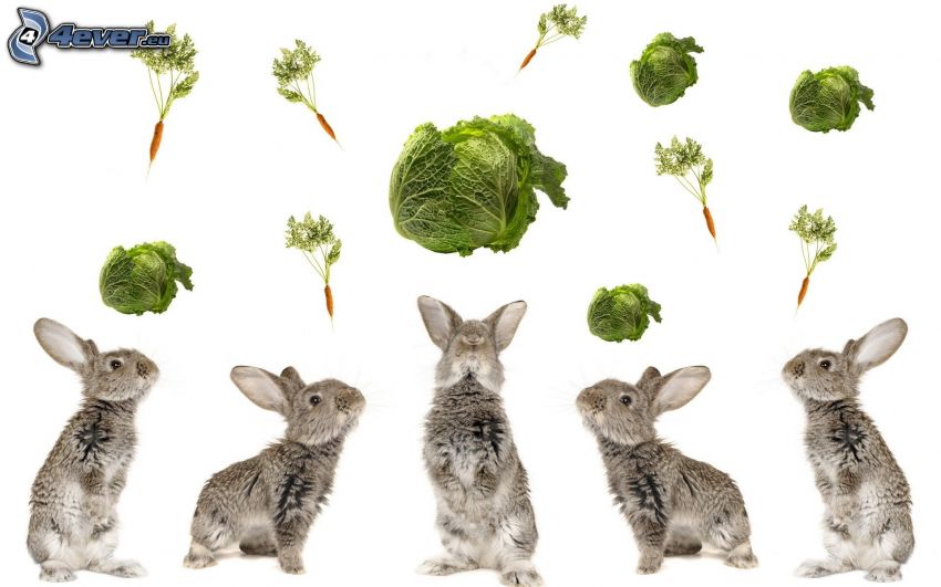 bunnies, cabbage, carrot