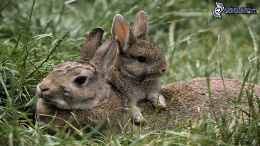 bunnies, grass