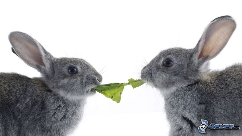 bunnies, leaf, food