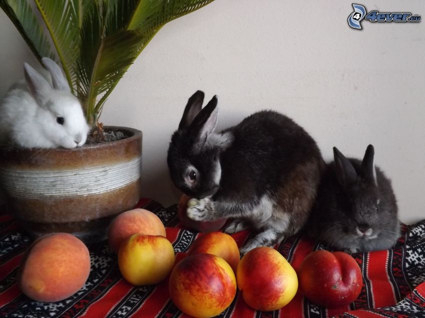 bunnies, nectarines