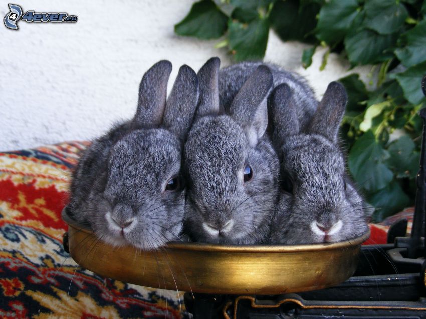 bunnies, scales