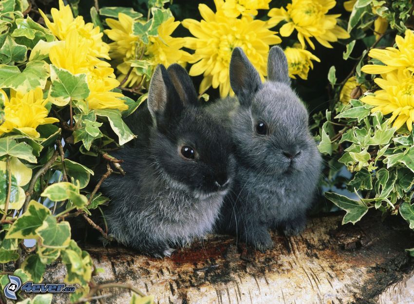 bunnies, yellow flowers