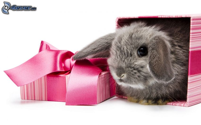 bunny, gift