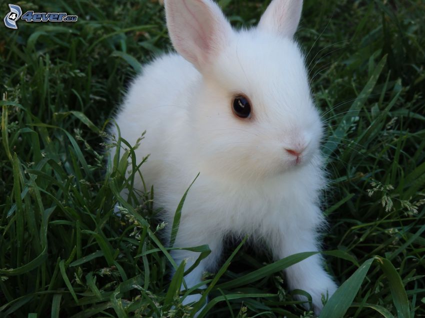 bunny, grass