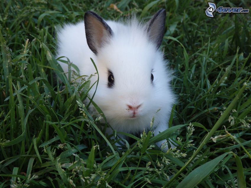 bunny, grass