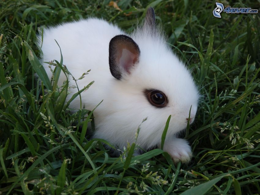 bunny, grass