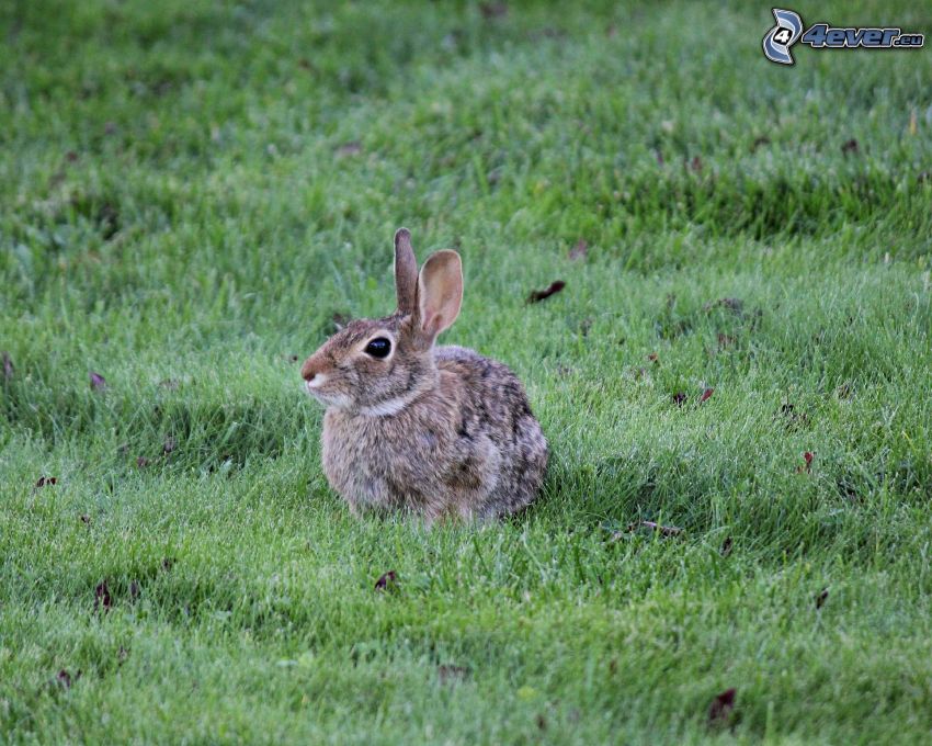 bunny, grass