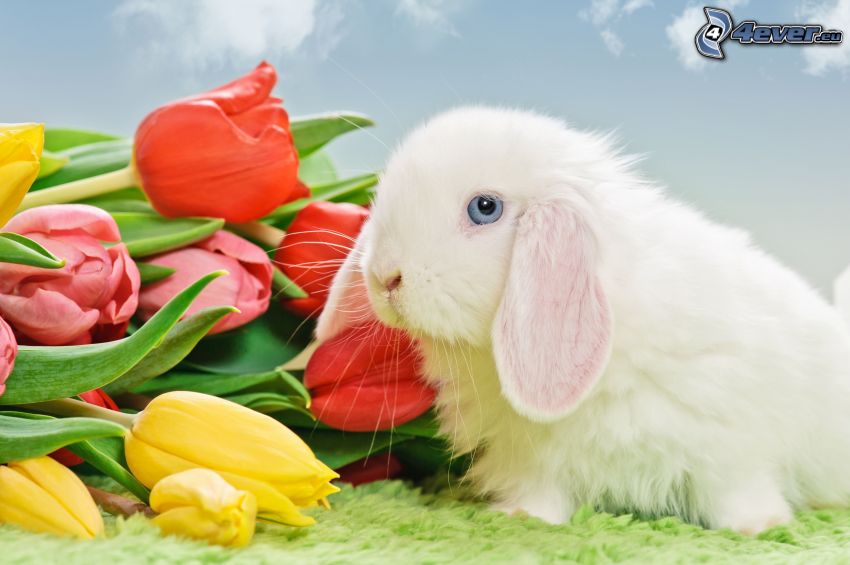 bunny, tulips
