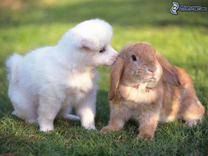 dog and rabbit, grass