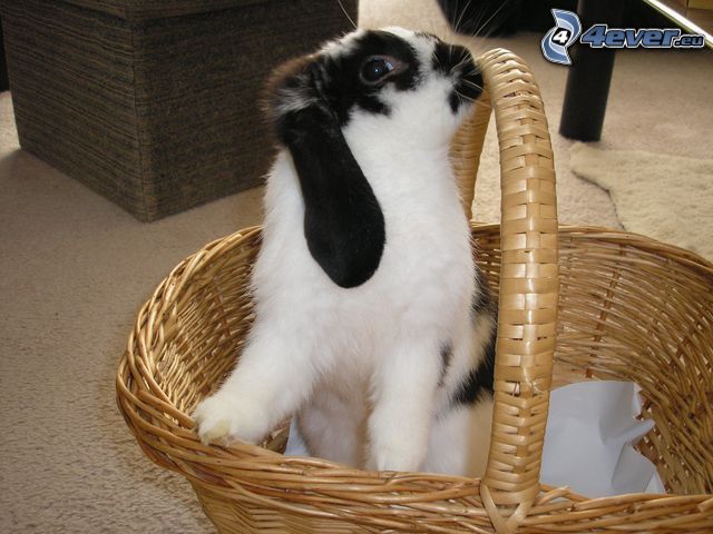 rabbit, basket