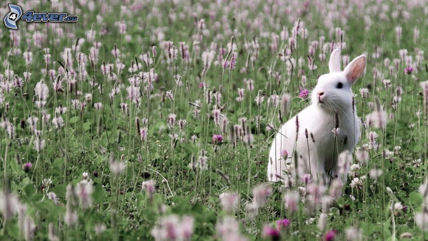 rabbit, clover, field flowers