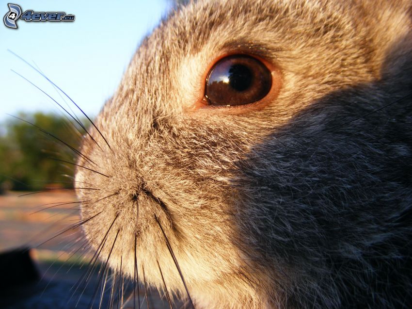 rabbit, eye