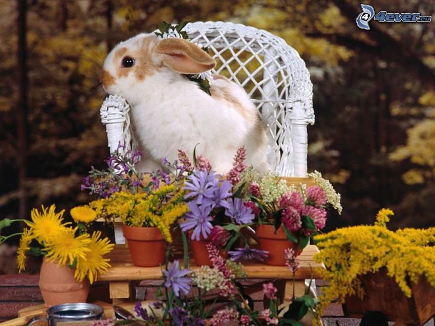 rabbit, flowers