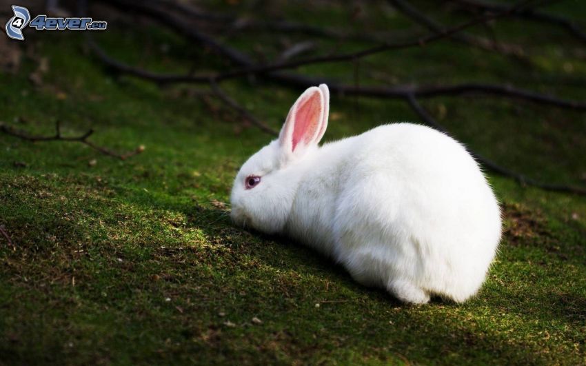 rabbit, grass, moss