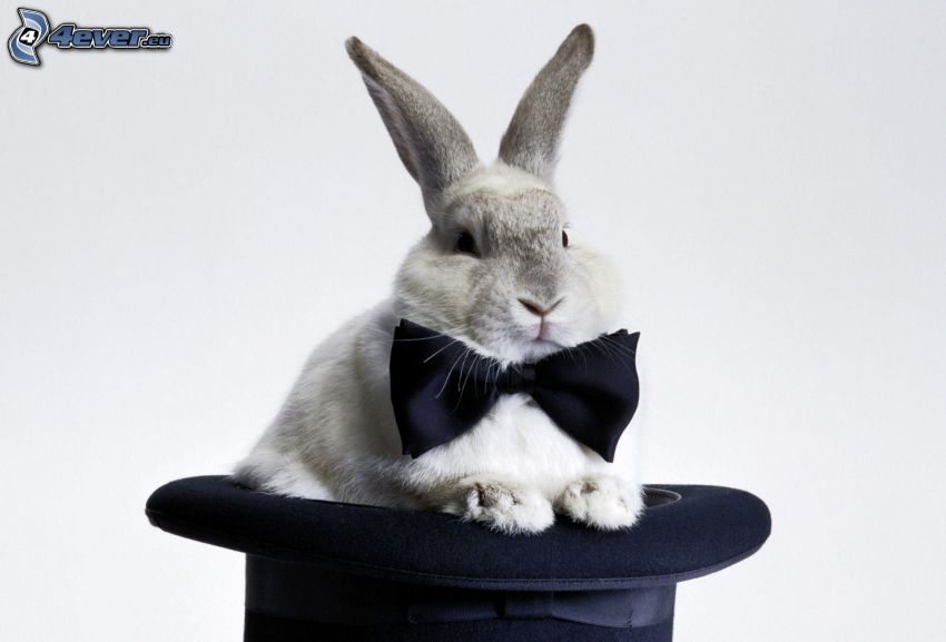 rabbit, hat, bow tie