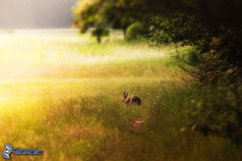 rabbit, meadow, grass, trees