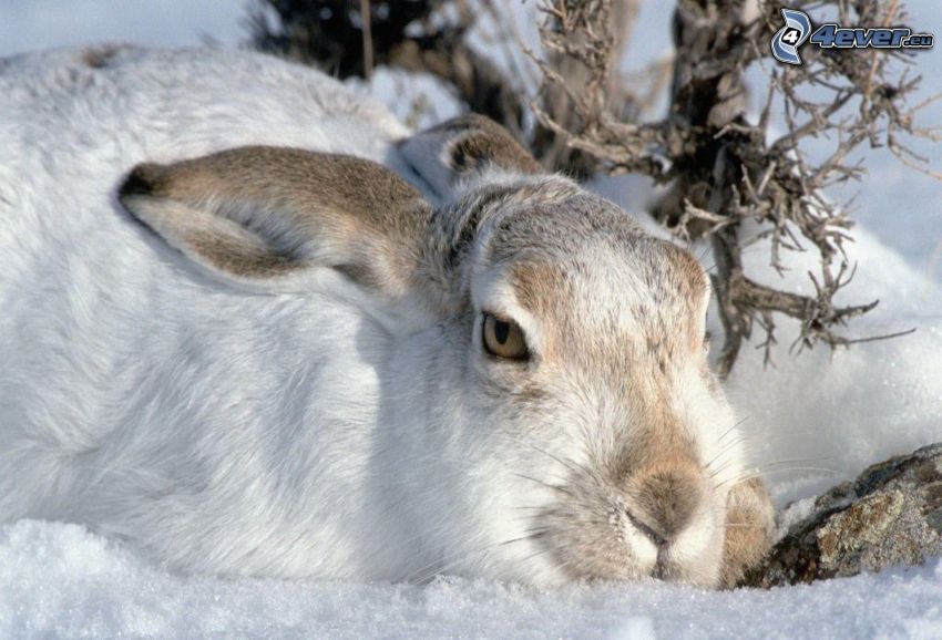rabbit, snow