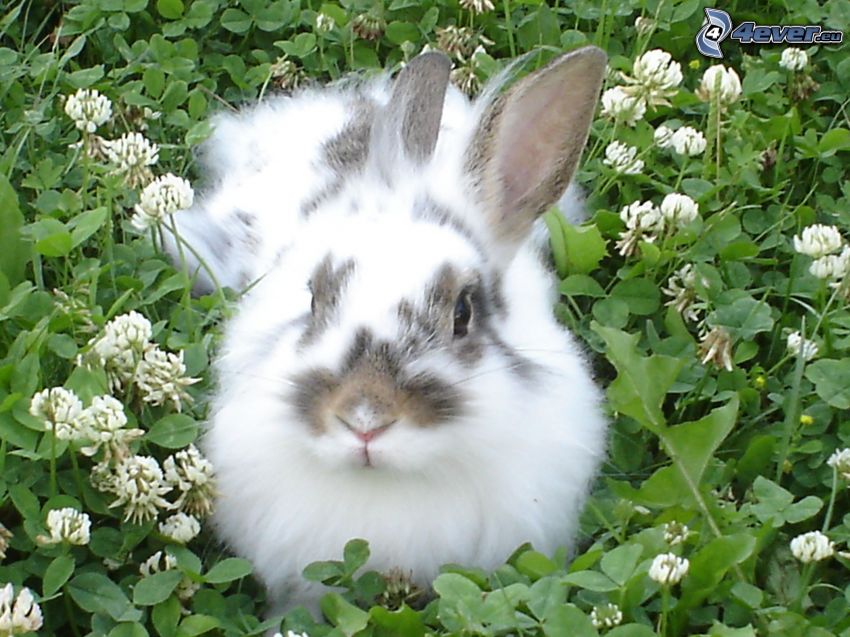 rabbit in the grass, clover