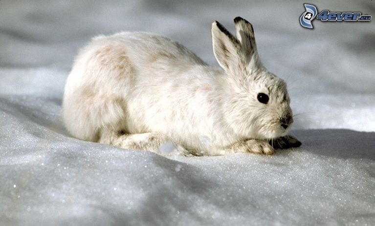 rabbit in the snow