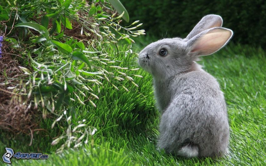 rabbit on grass, bush