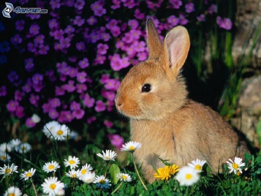 rabbit on grass, daisies
