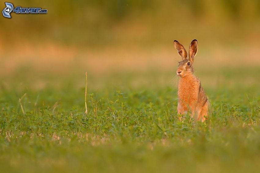 rabbit on grass, meadow