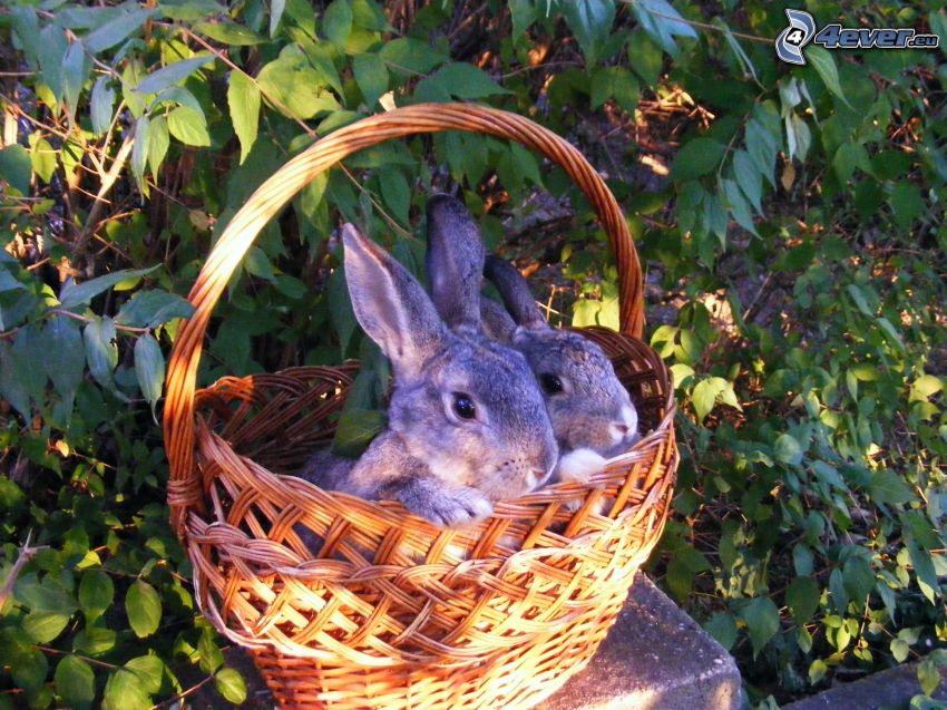 rabbits, basket