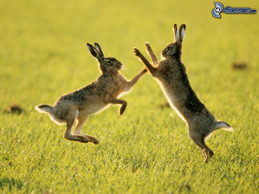 rabbits, fight, meadow