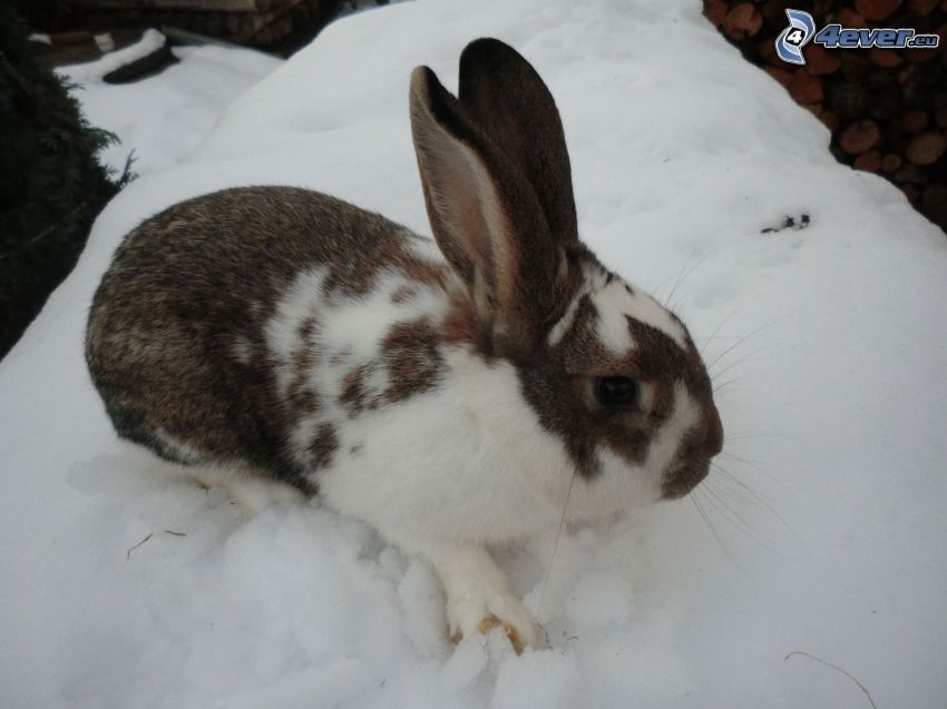 spotted bunny, snow
