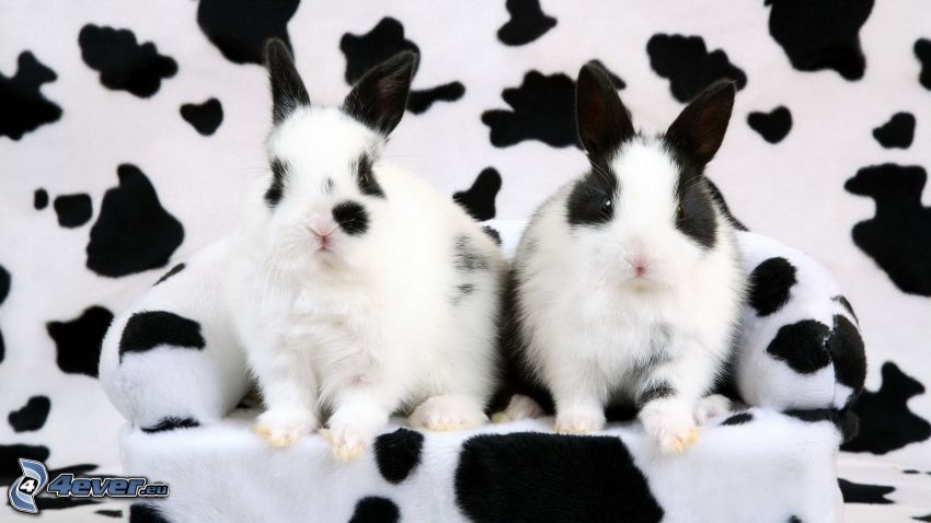 spotted rabbits