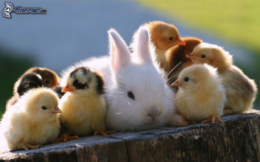 bunny, chicks