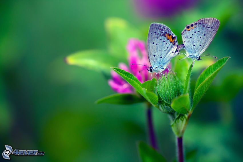 butterflies, green leaves, pink flower