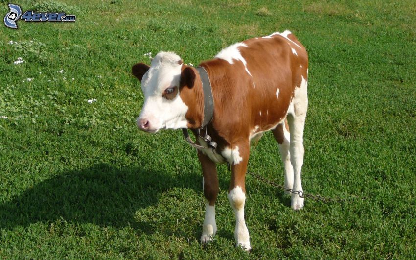 calf, green grass