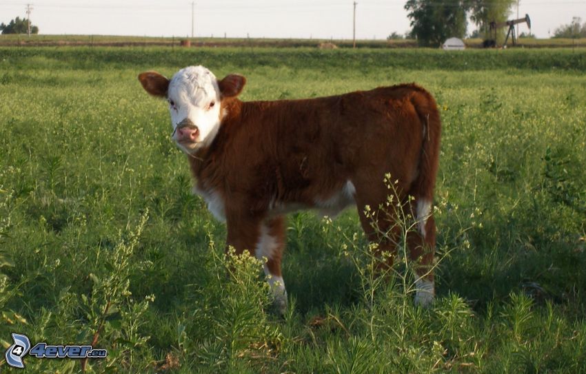 calf, meadow