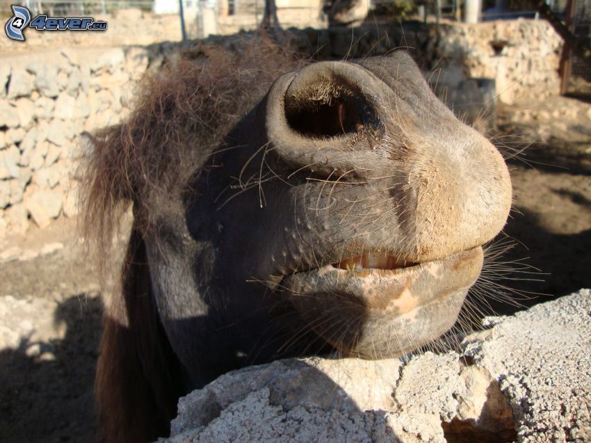 camel, lip, ZOO