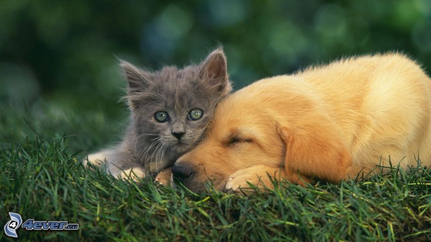 cat and dog