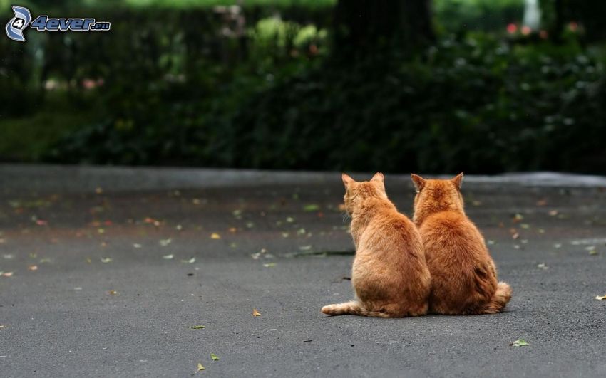 cats, sidewalk